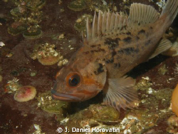 Juvenile Copper Rockfish take at Setchel Point on Vancouv... by J. Daniel Horovatin 